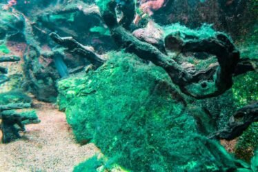 Blauwalg in een aquarium, zichtbaar als een groene, schuimige laag op de planten en tankwanden.