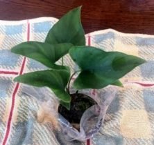 Aquarium planten Anubias hastifolia