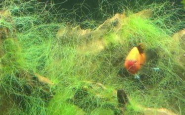 Draadalg in een aquarium, vormend dichte strengen die het moeilijk maken voor vissen om erdoor te zwemmen.