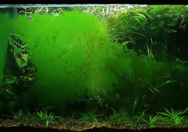 Close-up van algen in een aquarium, groeiend op planten en stenen.