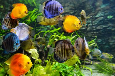 melk browser deed het Tropische aquariumvissen, alles wat je moet weten!