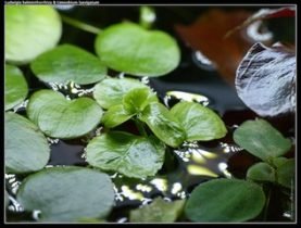 Drijfplanten Limnobium laevigatum