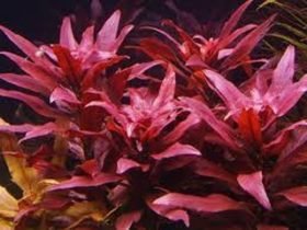 Rode aquariumplanten Rotala macrandra
