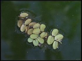 Vlotvarentje (Salvinia natans)