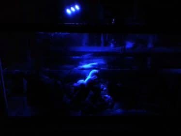 dozijn Ambient vuilnis Aquarium led verlichting, wat moet je weten!