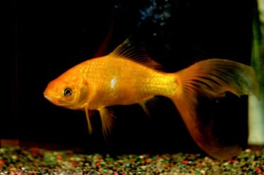 Een goudvis zwemt in een aquarium gevuld met grind.