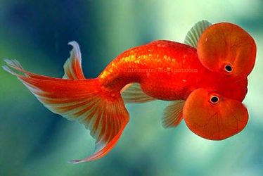 Clam vertraging weg Goudvissen in het aquarium? Tips en wat je moet je weten!