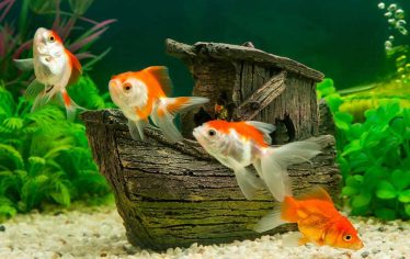 Clam vertraging weg Goudvissen in het aquarium? Tips en wat je moet je weten!
