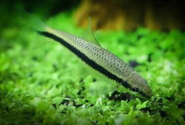 Algeneter vis reinigt een plant door algen te eten in een aquarium.