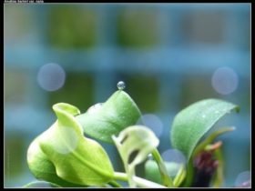 Anubias Nana is de kleine variant van de Anubias famillie. Een aquariumplant met prachtige leerachtige bladeren. Wel een langzame groeier.