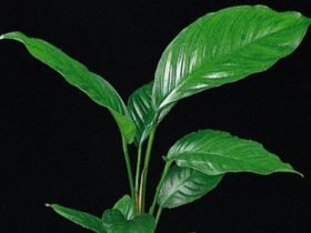 Anubias congensis heeft bladeren die tot wel 35 cm lang kunnen worden. Het is een langzaam groeiende aquariumplant die zich goed aan zijn omgeving aan past.