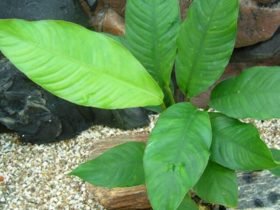 Anubias heterophylla heeft langere stelen en een blad in de vorm van een speer. Een van de mooiere aquariumplanten!