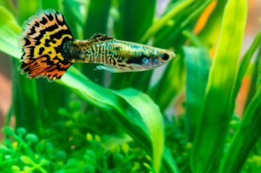 Een guppyvis zwemmend in een aquarium met weelderig groen gras.