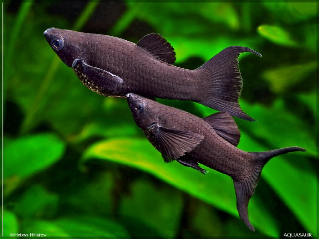 zweep drie betreden Black Molly: beste beginnersvissen voor je aquarium!