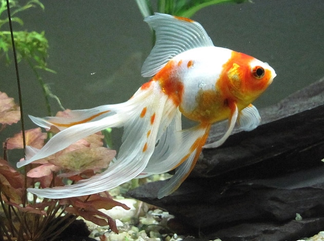 Wedstrijd Glad Previs site Sluierstaart, de sierlijke goudvissen voor je aquarium!