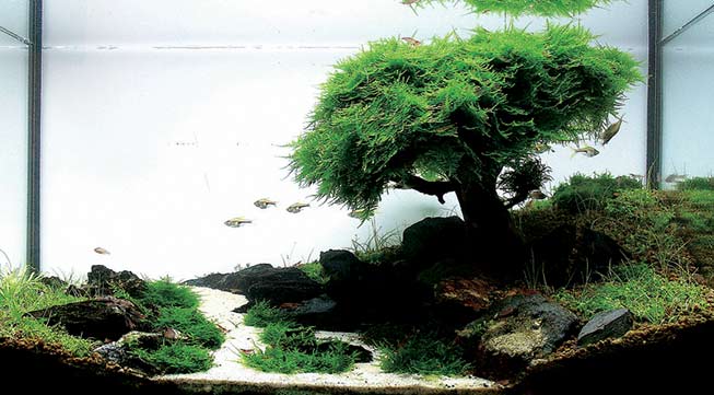 mogelijkheid evenwichtig Verdampen Javamos, een briljante plant voor in je aquarium (en lees hier waarom)!