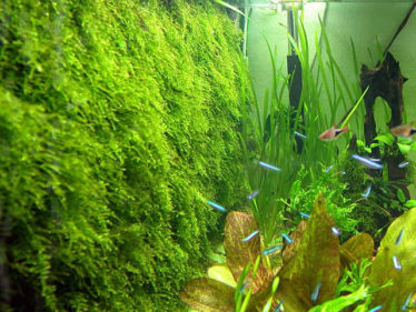 spellen Museum Rustiek Javamos, een briljante plant voor in je aquarium (en lees hier waarom)!