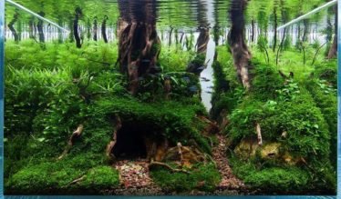 Aquascaping Hobbit een prachtig aquarium voorbeeld Aquascaping Hobbit een prachtig aquarium voorbeeld