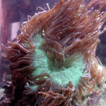 Reizen Te voet Pennenvriend Top 5 aquarium zoutwater koralen voor beginners (Tip)