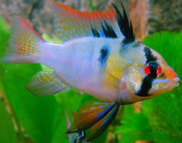 German Blue antenebaarsje