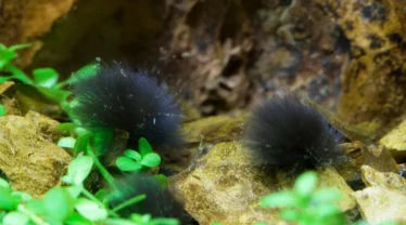 Baardalg is gevaarlijk voor het aquarium