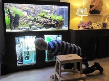 Aquariumvereniging Aponogeton