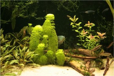 Aquarium vereniging Natuurvrienden
