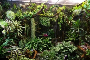 Het reuzenvivarium van Cor en Corrie van Hunnik te Zeist. Zelfgemaakte bomen, een waterval en een beekloop. Zelf gekweekte gifkikkers.
