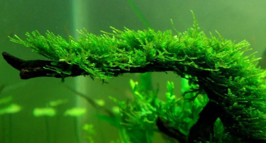 Javamos in het aquarium