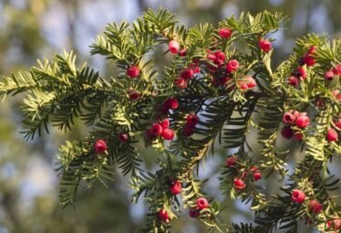 Taxus en dennen zijn giftig in het aquarium
