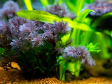 Baardalg groeit langs de randen van de planten 