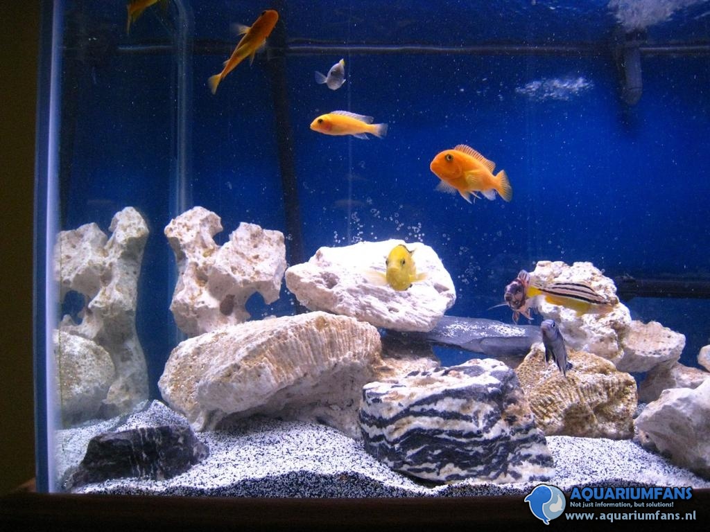 Dierbare Ordelijk Gemaakt om te onthouden Mijn Cichliden aquarium - Aquariumfans