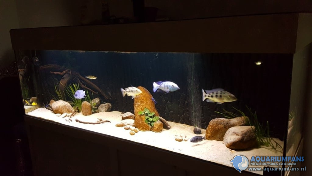 Geven Gemakkelijk fluctueren Malawi biotoop - Aquariumfans