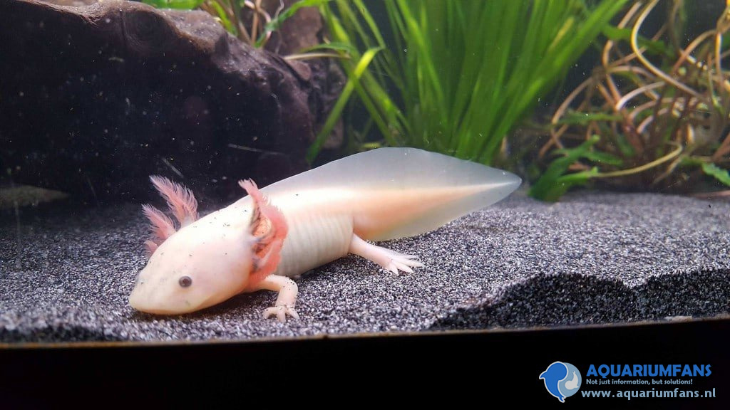 Axolotls - Aquariumfans