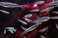 Tropische aquariumvissen