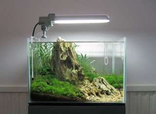 Nano aquarium een ware lust voor het oog 