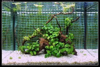 hemel Doordringen majoor Nano aquarium planten en vissen, welke zijn geschikt?
