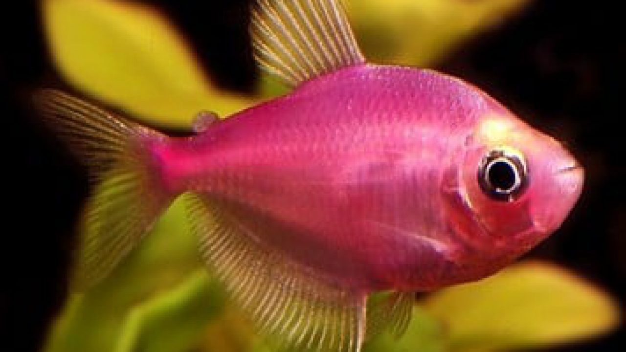 verkwistend Bereiken Alfabetische volgorde Kunstmatig gekleurde vissen is dierenmishandeling