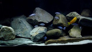 Grijp Wetenschap Rijk Aquarium achterwand kopen of maken? Eerst dit lezen, dan doen!