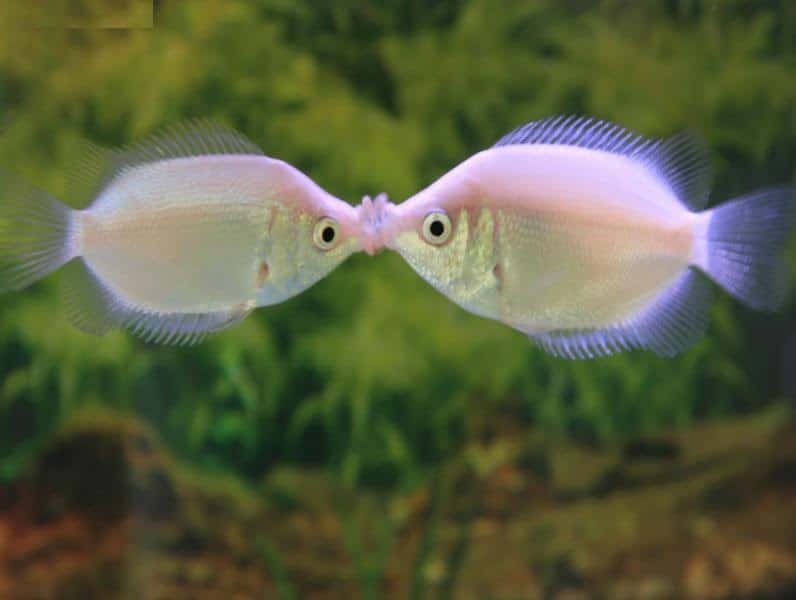 Kneden Verkeerd Raad De Zoenvis: een liefdevolle aquariumvis? Tips en alle info op een rij!