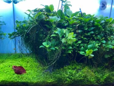 Aquascape met betta vis