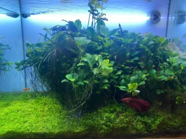 Aquascape met bodemplanten