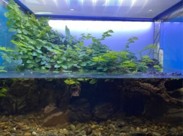 Aquascape met planten boven water