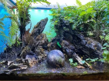 Aquascape met stenen