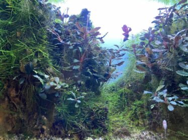 Aquascape voorbeeld ter inspiratie