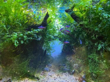 Aquascaping met middendoorgang