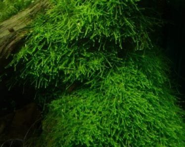 Javamos aquascape aquariumplant