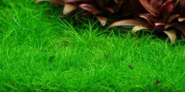 Naaldwaterbies groene aquascape