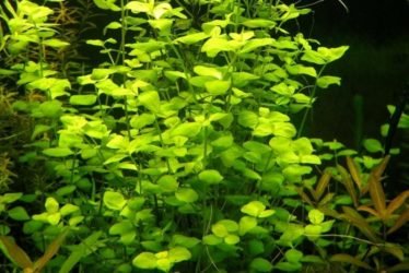 Penningkruid aquariumplant