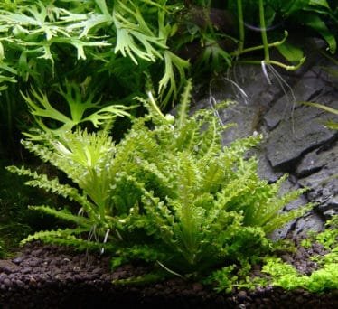 aquascape Pogostemon met gekartelde blaadjes